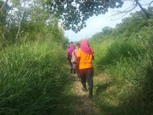 Mangrove @ Kuala Selangor